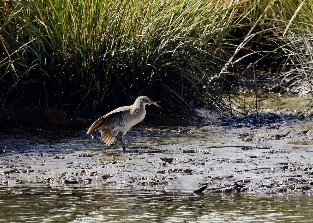 Clapper Rail - ML643137880