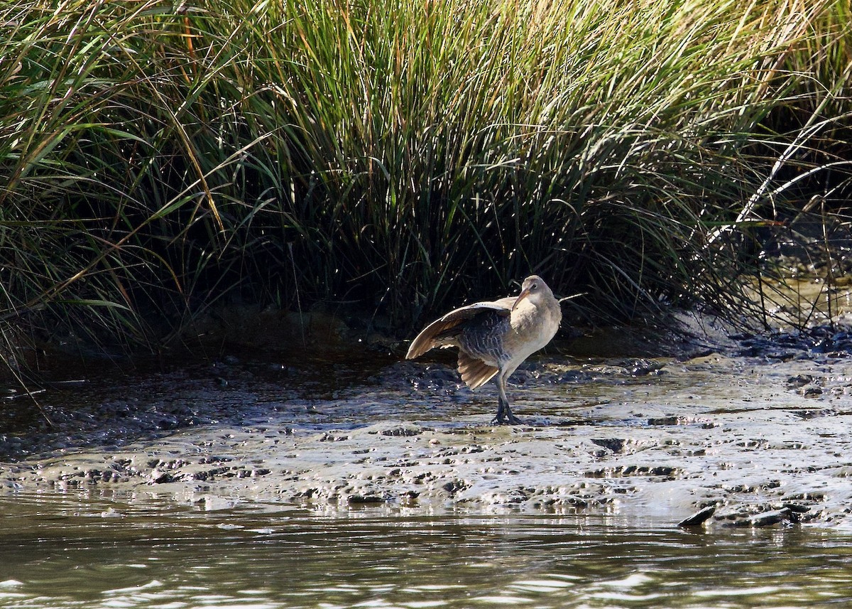 Clapper Rail - ML643137881