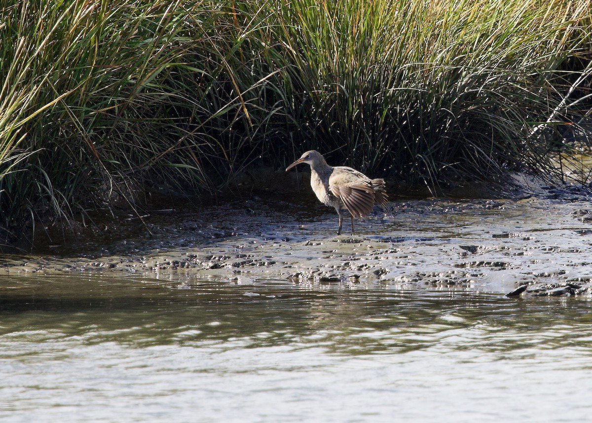 Clapper Rail - ML643137882