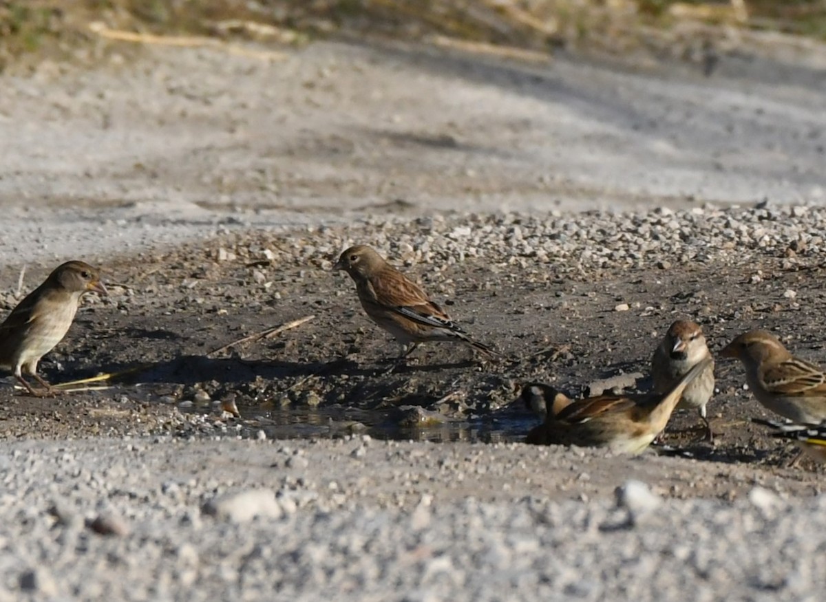 Eurasian Linnet - ML643137883