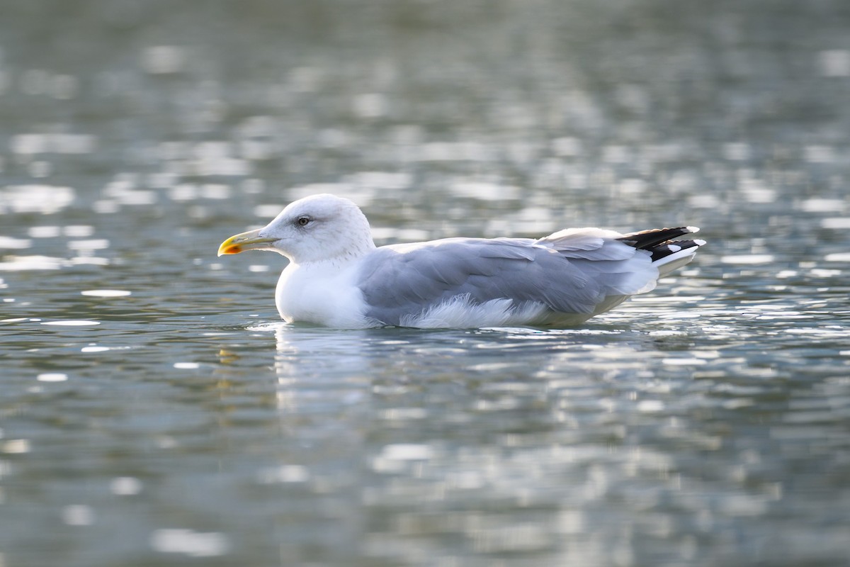 European Herring Gull - ML643137888