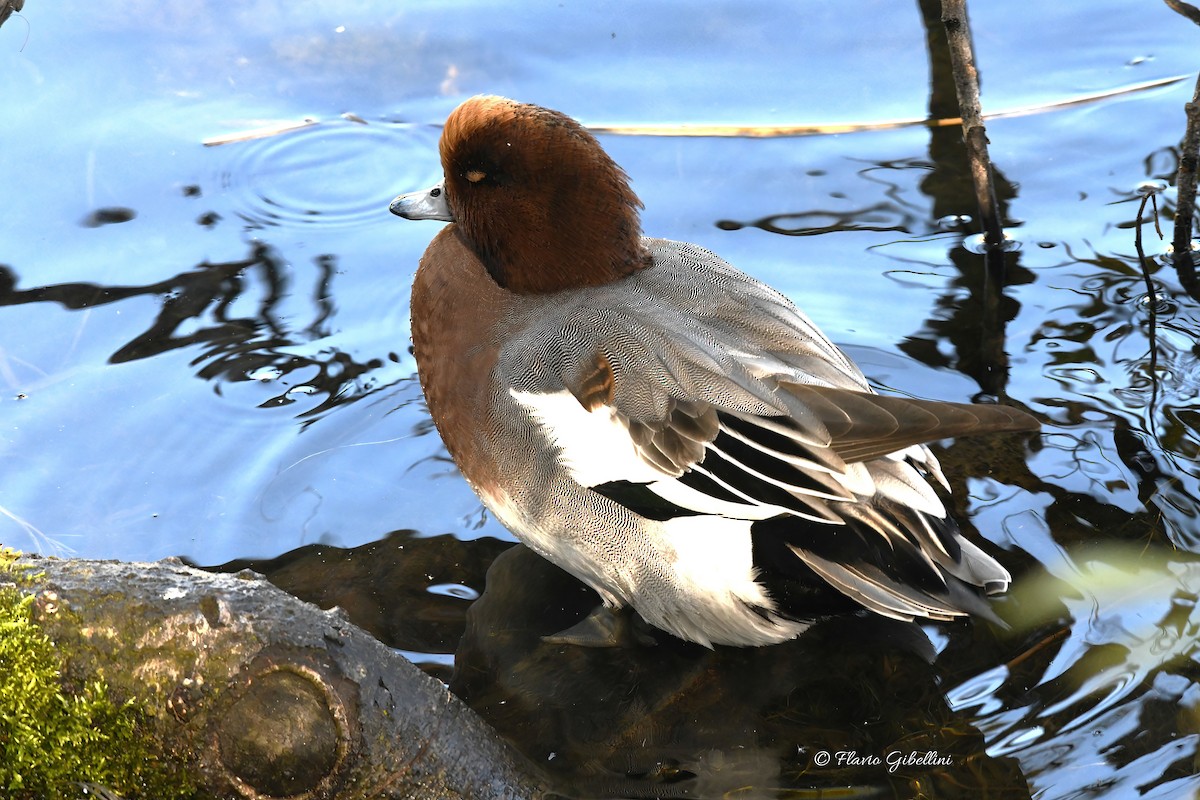 Eurasian Wigeon - ML643137913