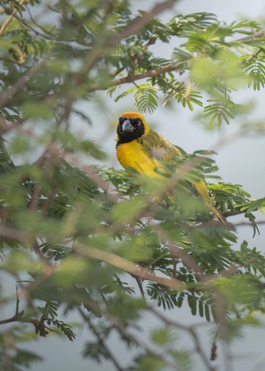 Southern Masked-Weaver - ML643137969