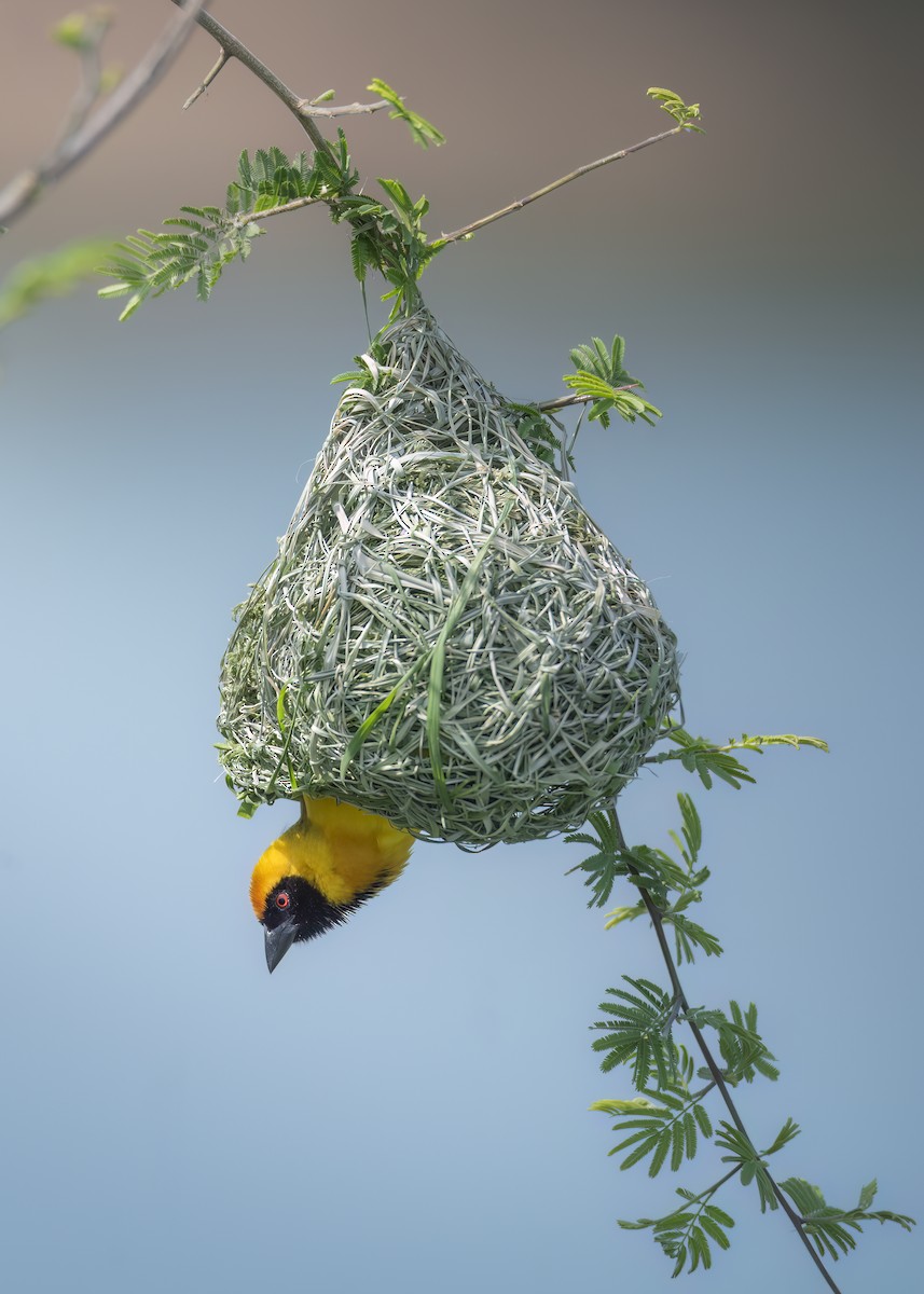 Southern Masked-Weaver - ML643137970