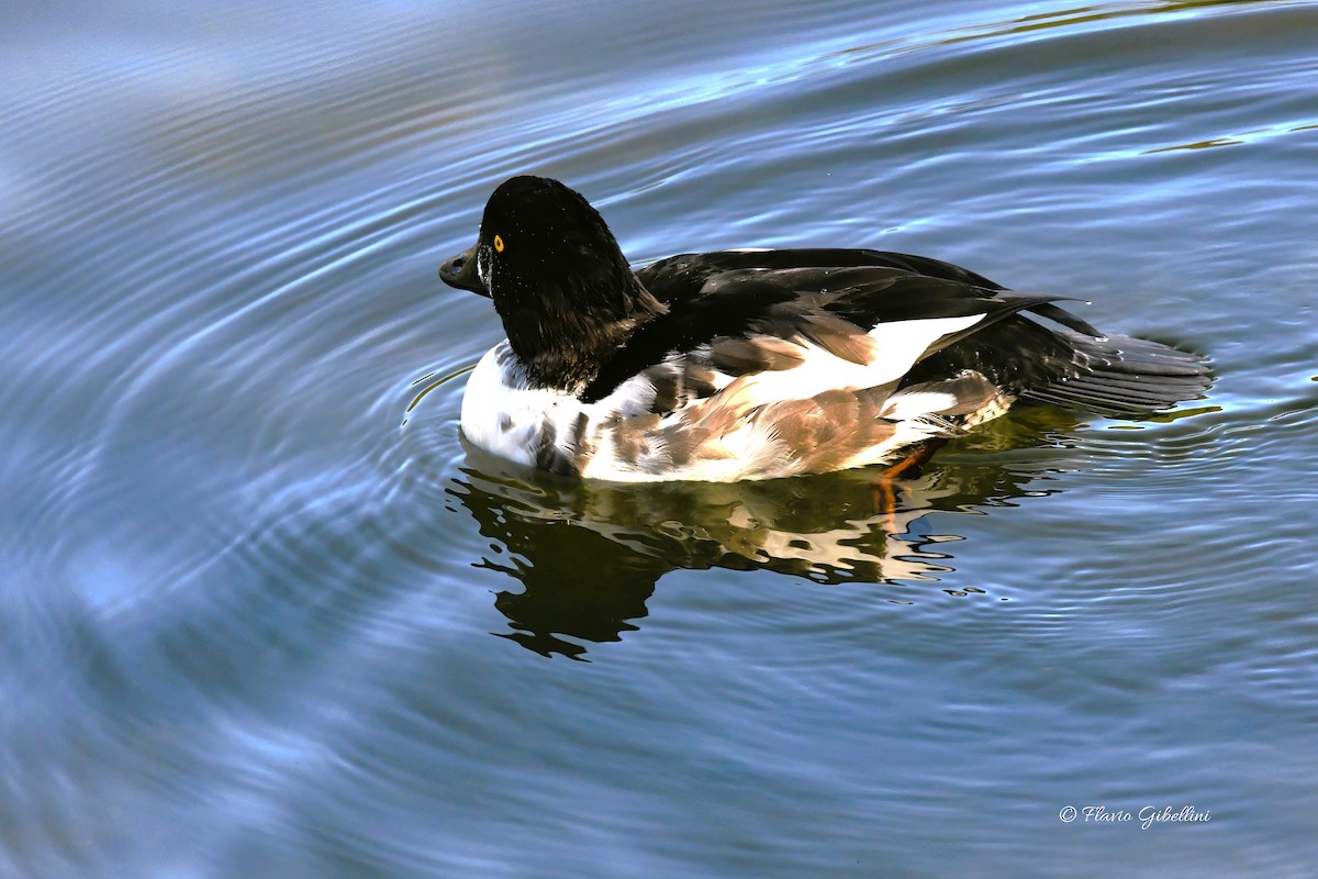 Common Goldeneye - ML643137990