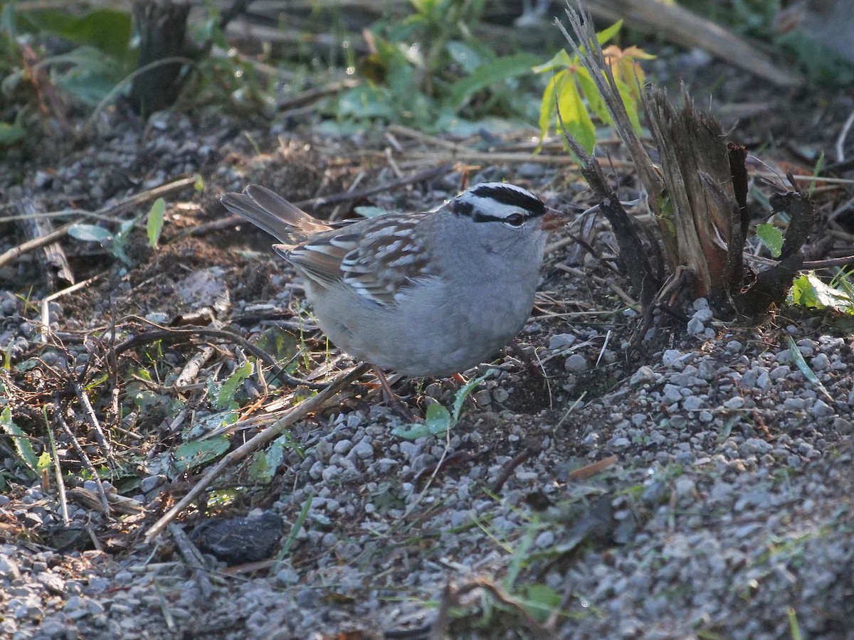 White-crowned Sparrow - ML643138034