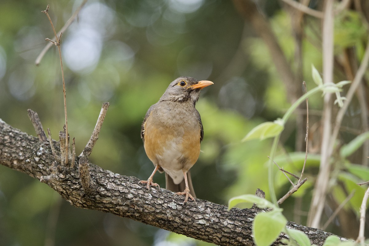 Kurrichane Thrush - ML643138040