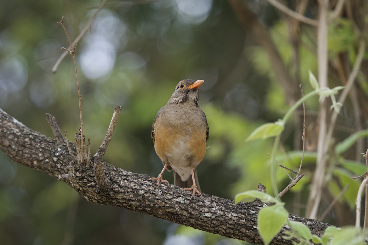 Kurrichane Thrush - ML643138044