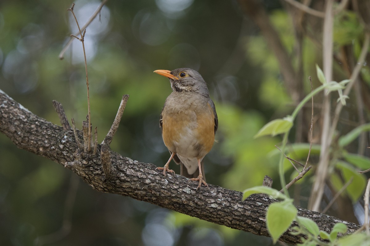 Kurrichane Thrush - ML643138046