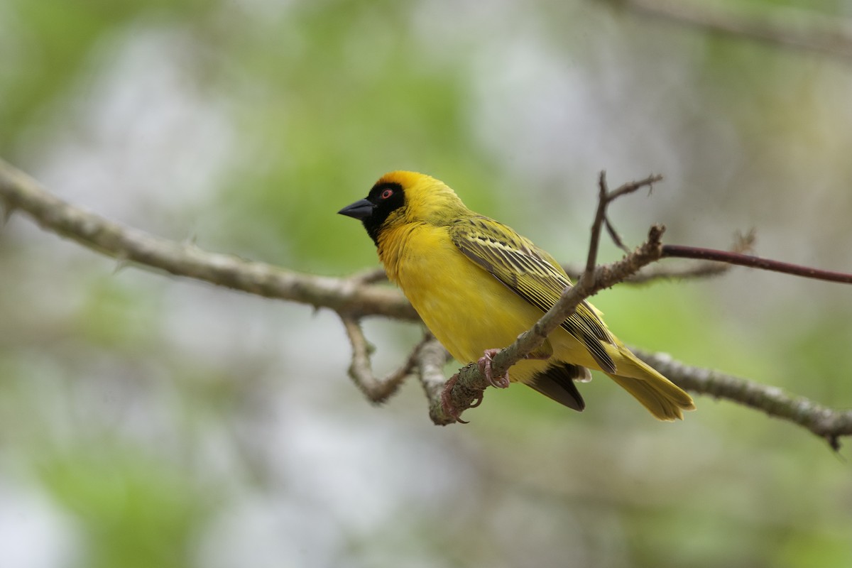 Southern Masked-Weaver - ML643138055