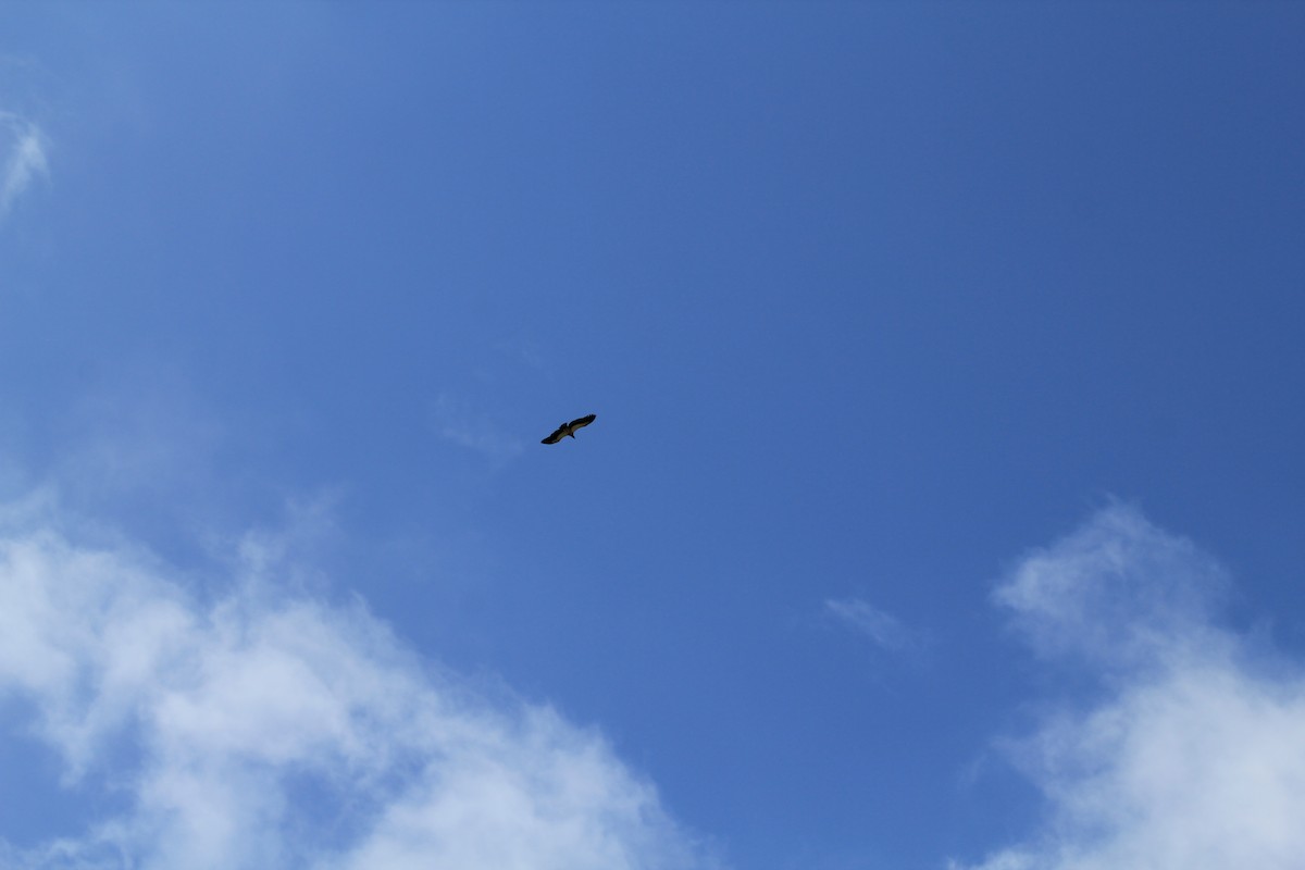 White-backed Vulture - ML643138082