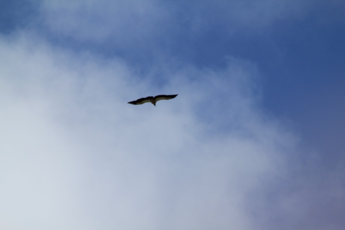 White-backed Vulture - ML643138083