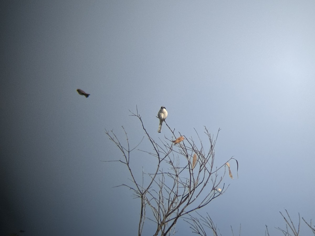 Loggerhead Shrike - ML643138129
