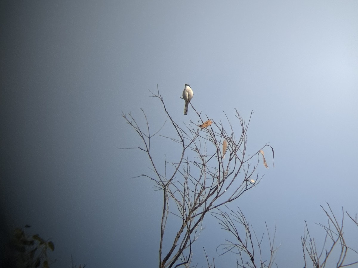 Loggerhead Shrike - ML643138130