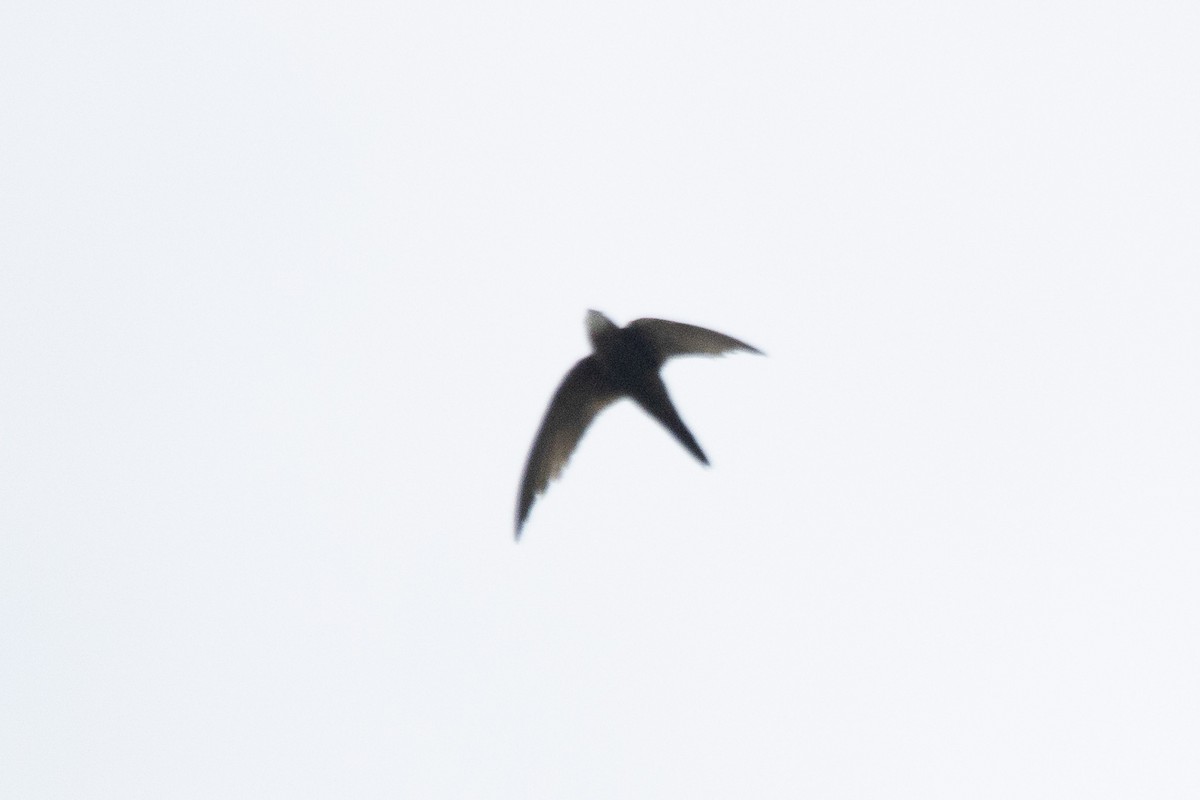 Pallid Swift - ML643138173