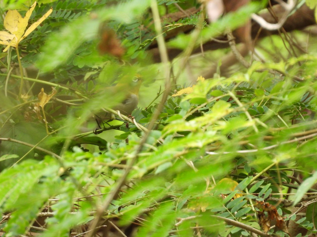 Swinhoe's White-eye - ML643138178