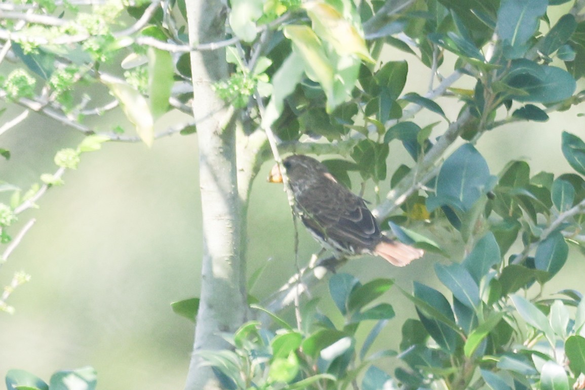 Grosbeak Weaver - ML643138181