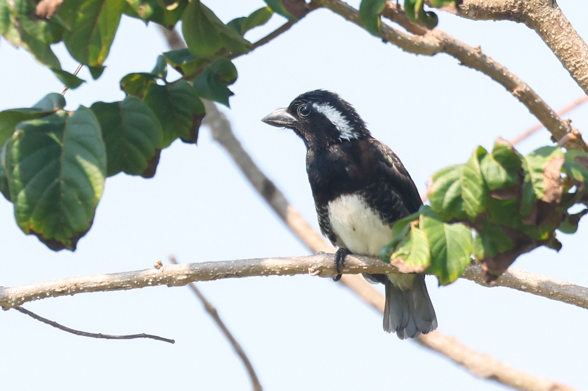 Barbican oreillard (leucotis/kilimensis) - ML643138204