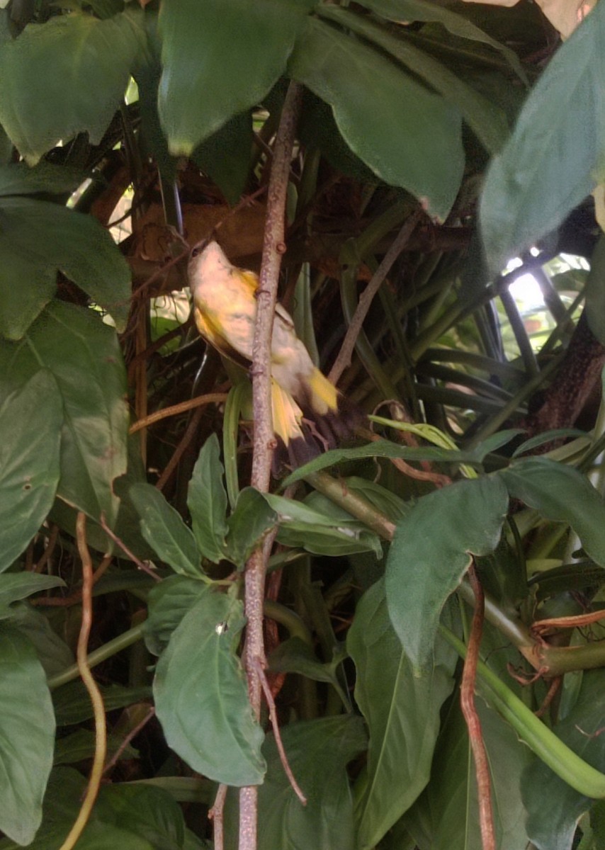 lesňáček lejsčí - ML643138209