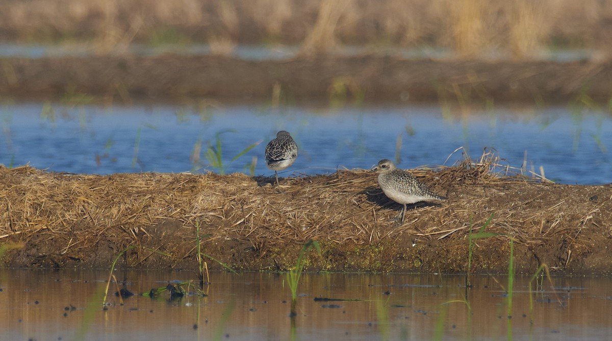 European Golden-Plover - ML643138251