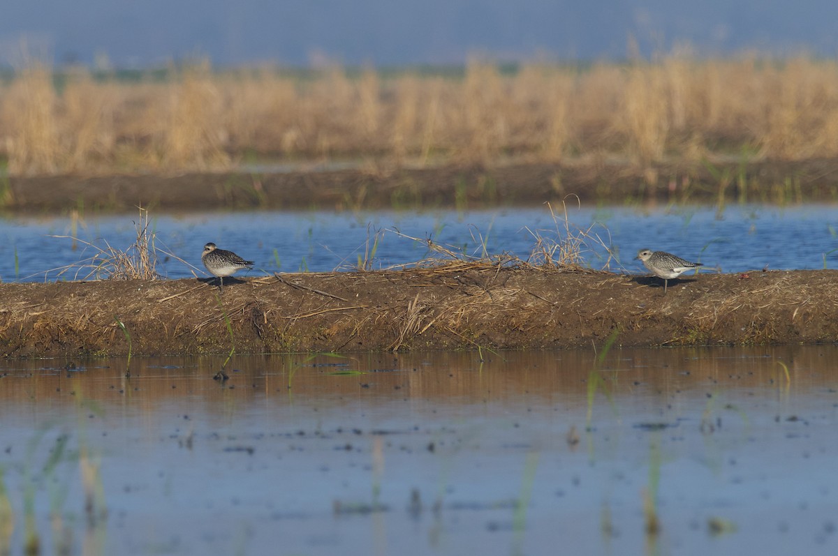 European Golden-Plover - ML643138252