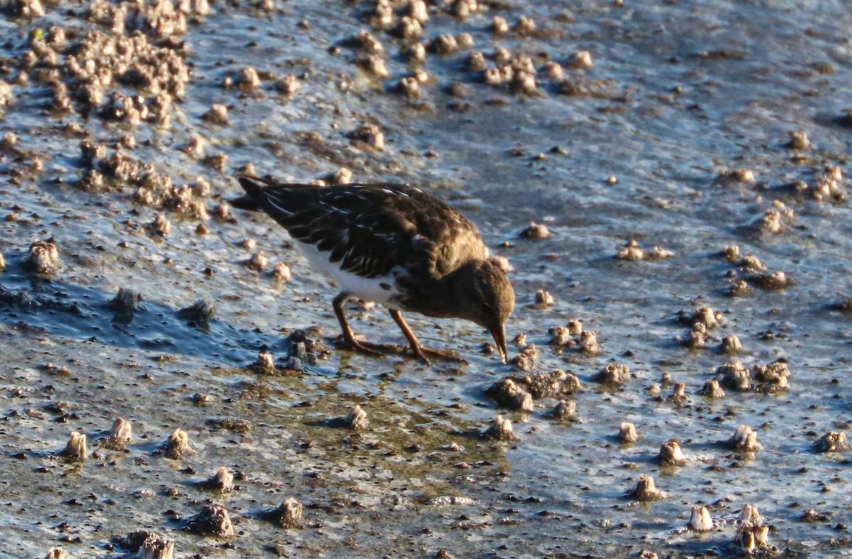 Black Turnstone - ML643138264