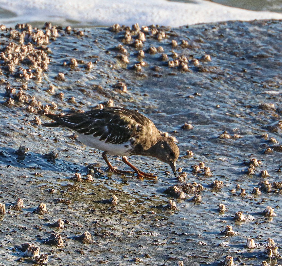 Black Turnstone - ML643138265