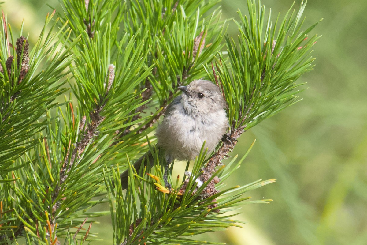 Bushtit - ML643138268