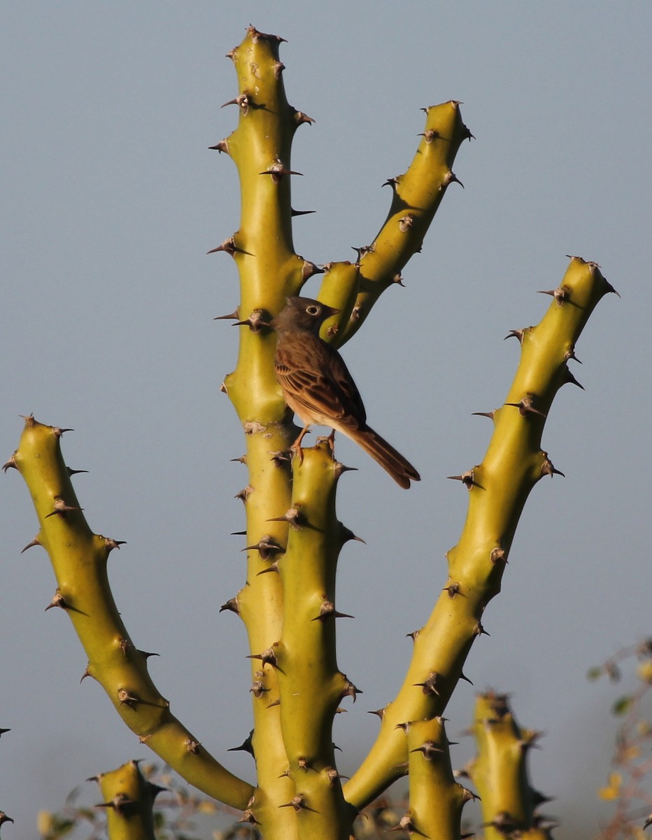 Gray-necked Bunting - ML643138290