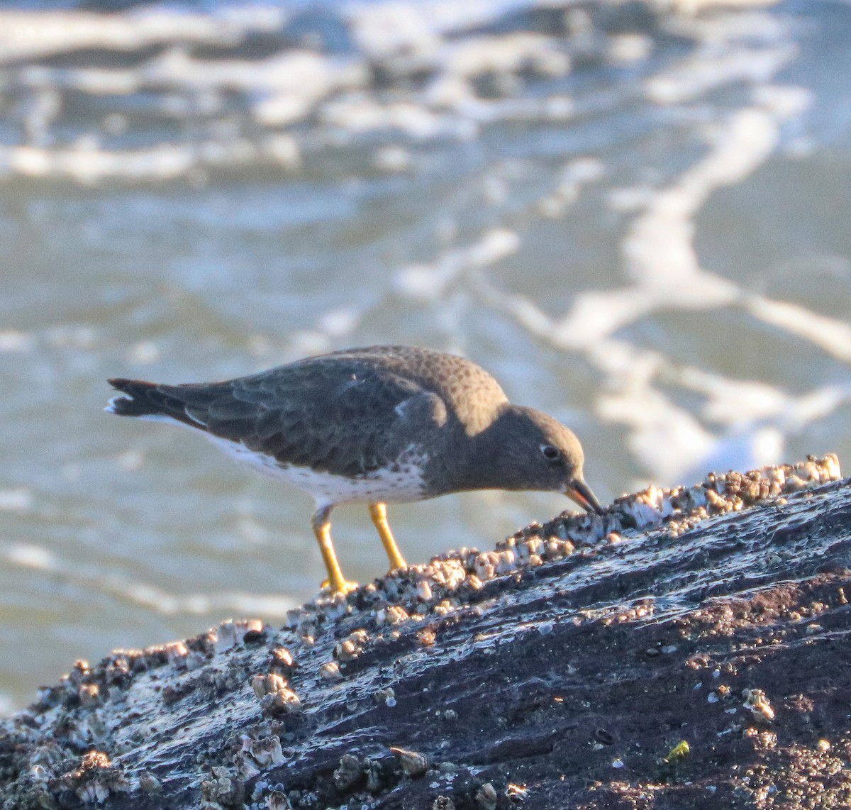 Surfbird - ML643138304