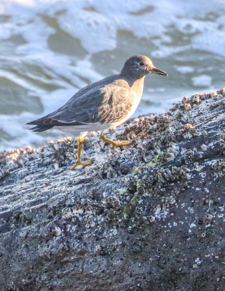 Surfbird - ML643138305