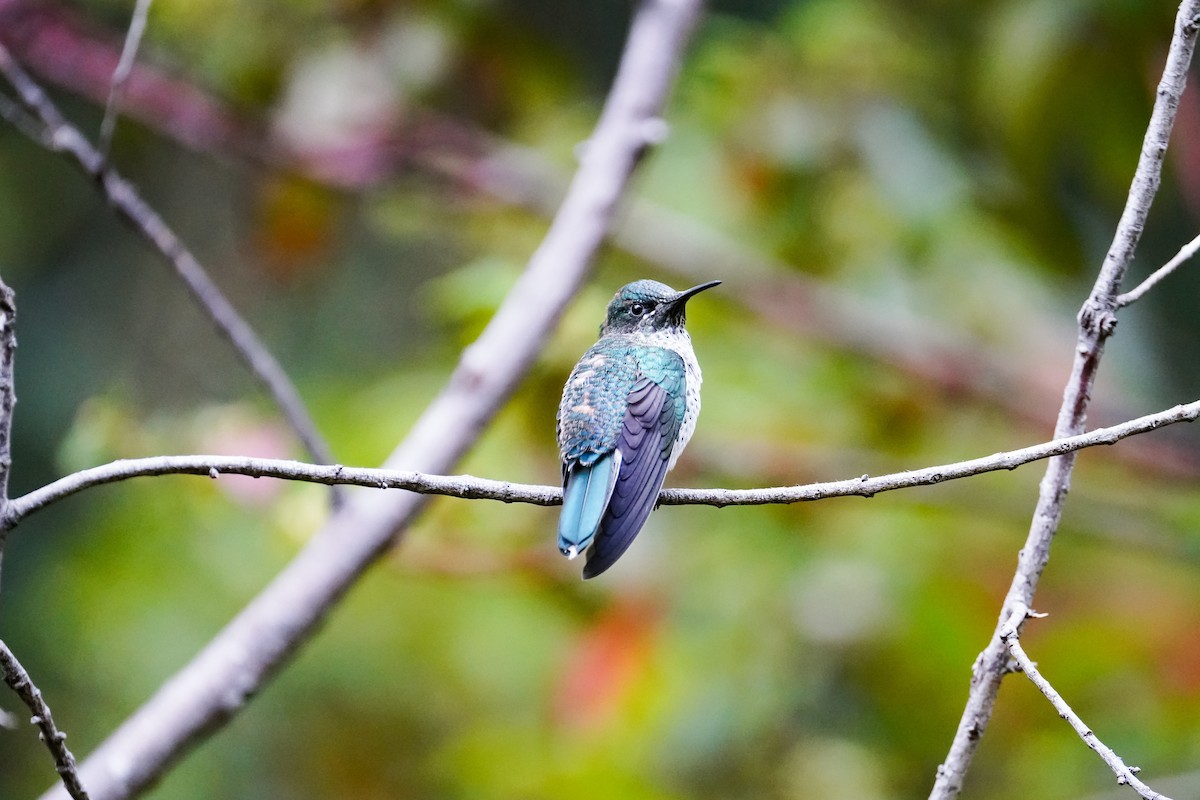 Juan Fernandez Firecrown - ML643138325