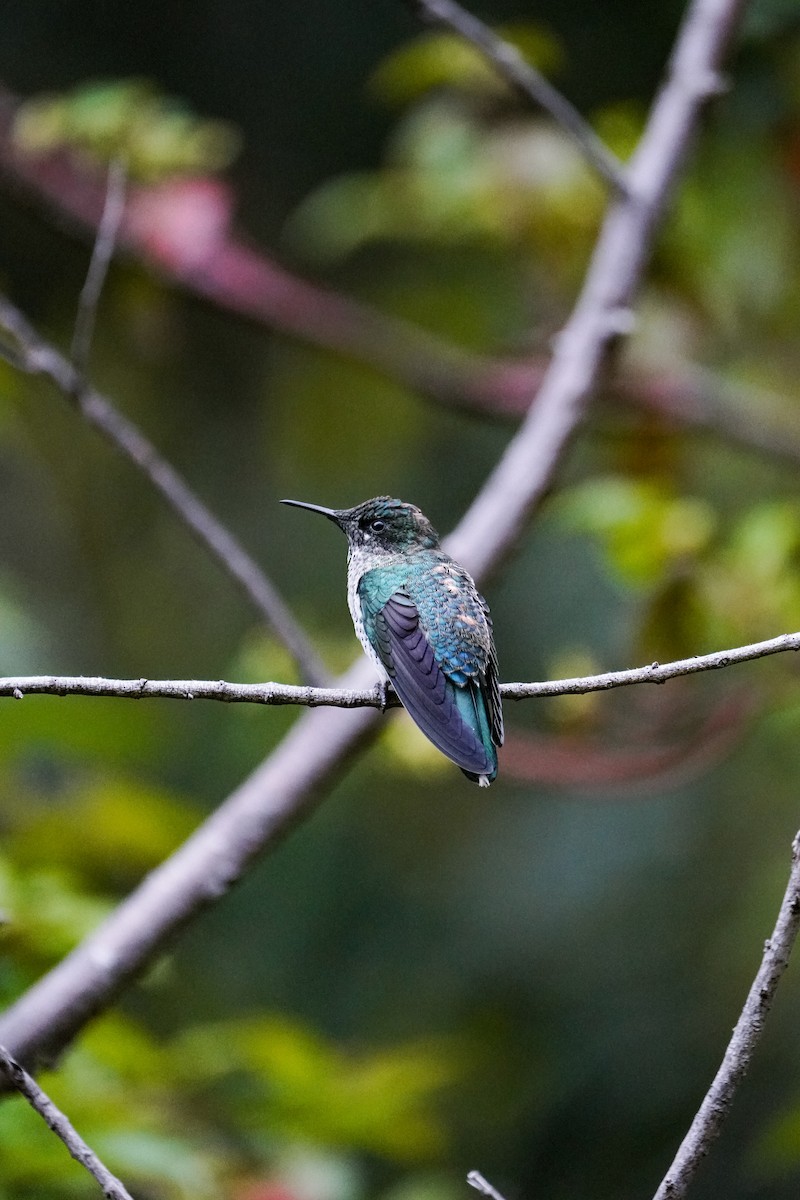 Juan Fernandez Firecrown - ML643138327