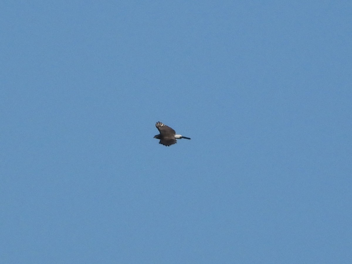Crested Goshawk - ML643138339