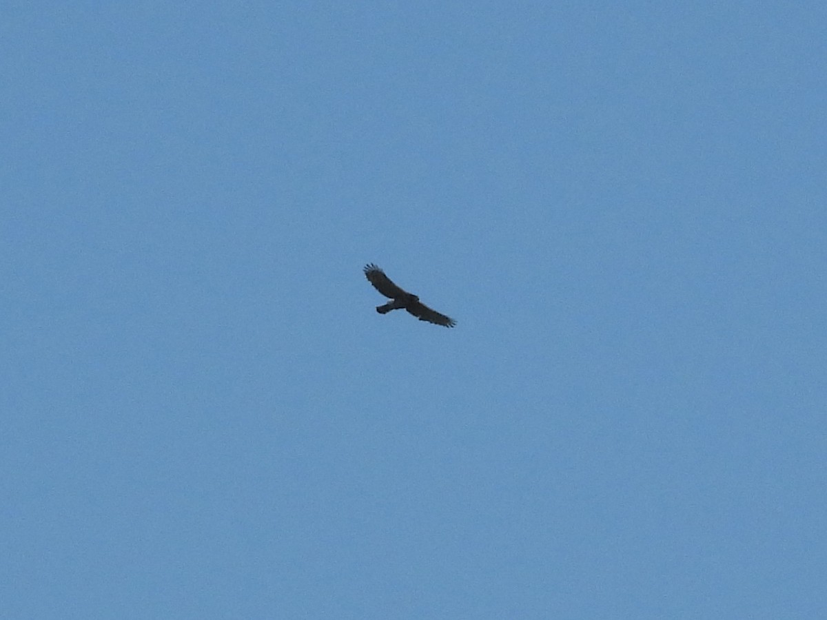 Crested Goshawk - ML643138340