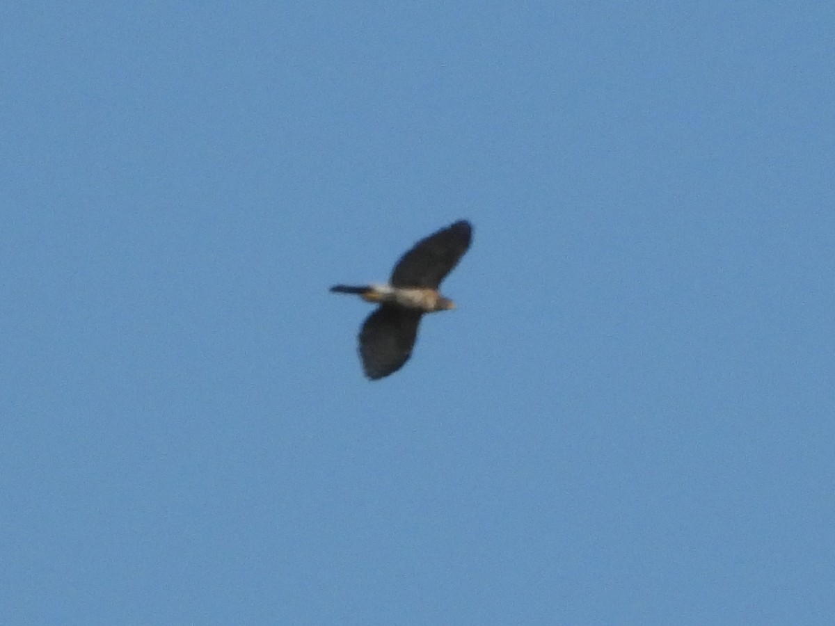 Crested Goshawk - ML643138341