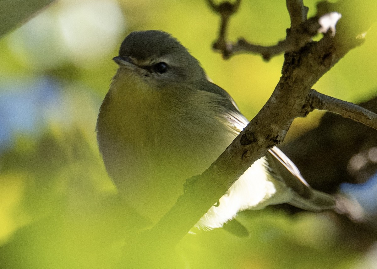 Philadelphia Vireo - ML643138344