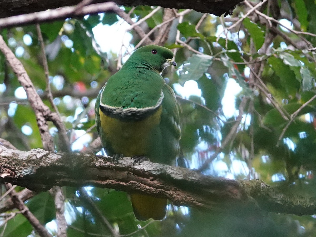 Cloven-feathered Dove - ML643138347