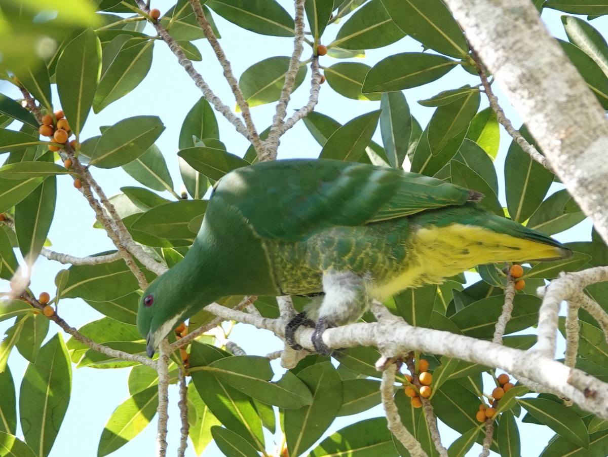 Cloven-feathered Dove - ML643138348