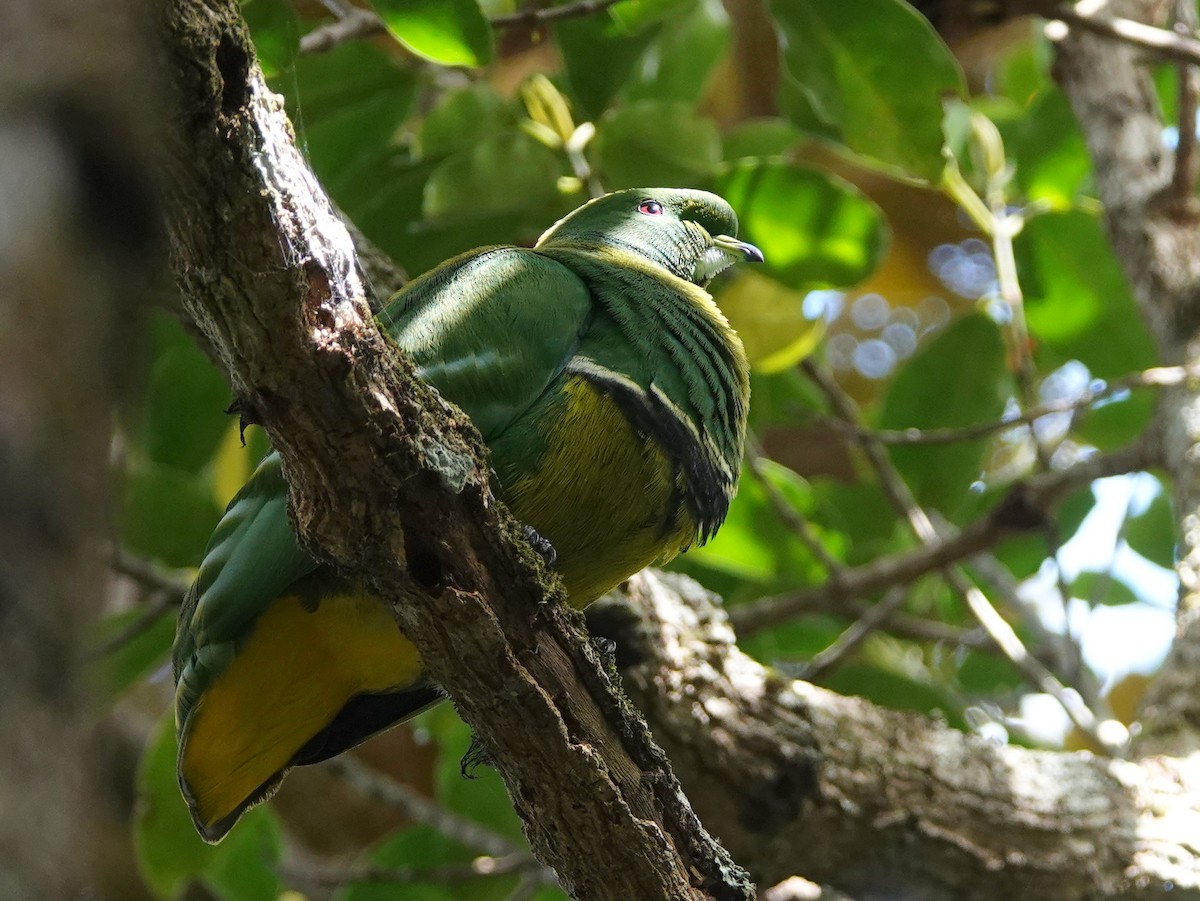 Cloven-feathered Dove - ML643138349