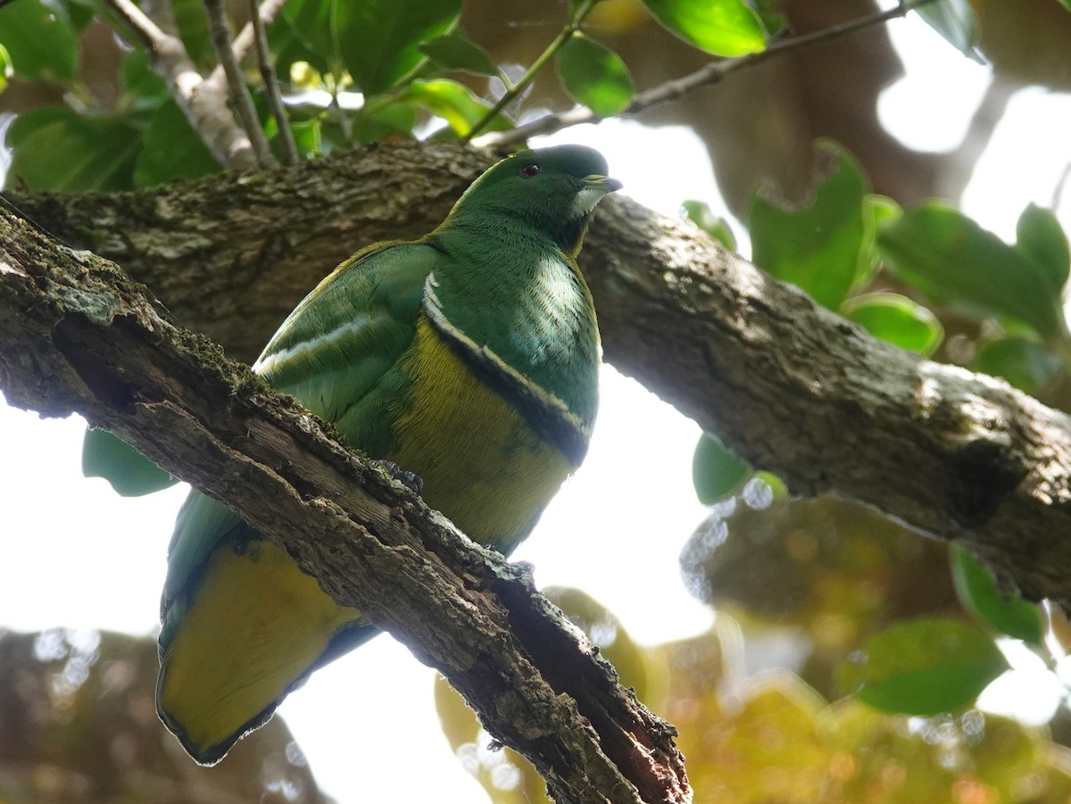 Cloven-feathered Dove - ML643138350