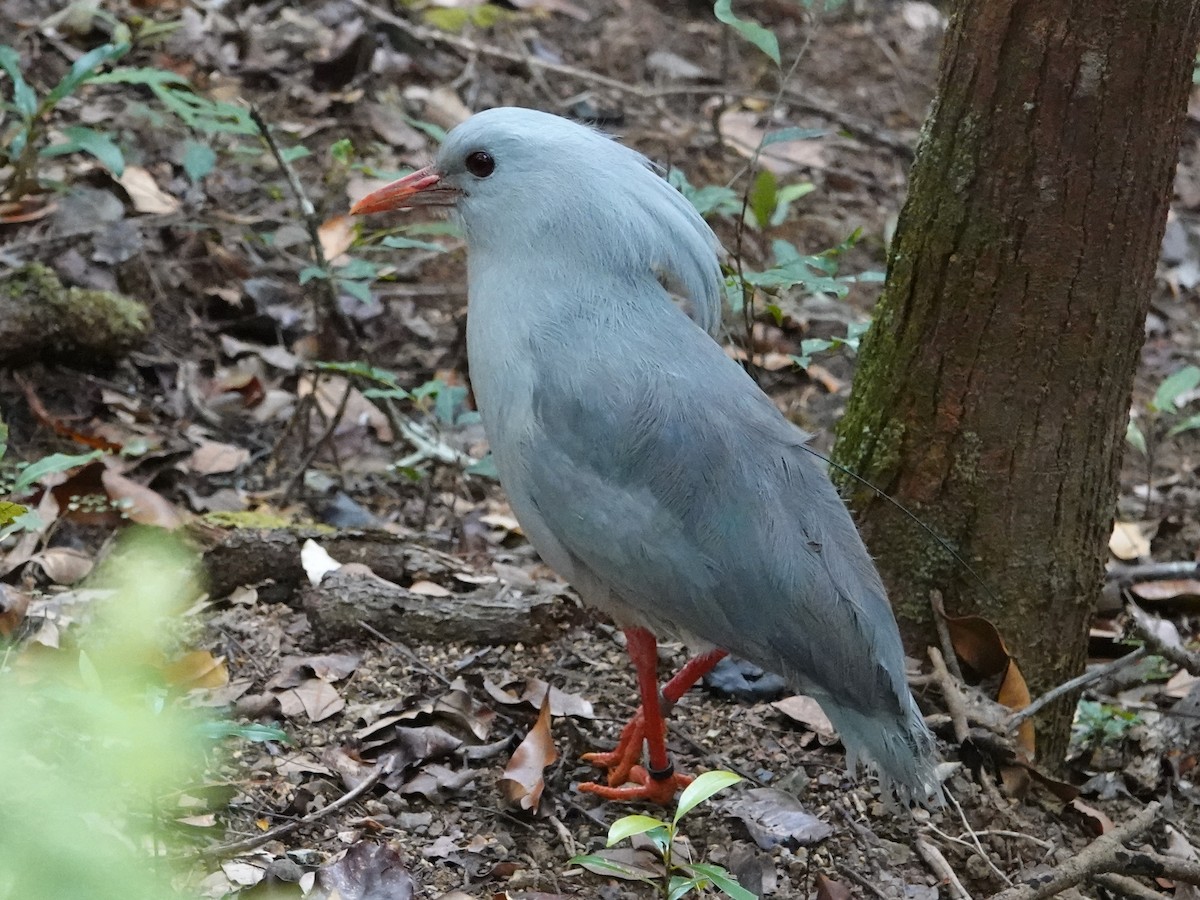 Kagu - ML643138357