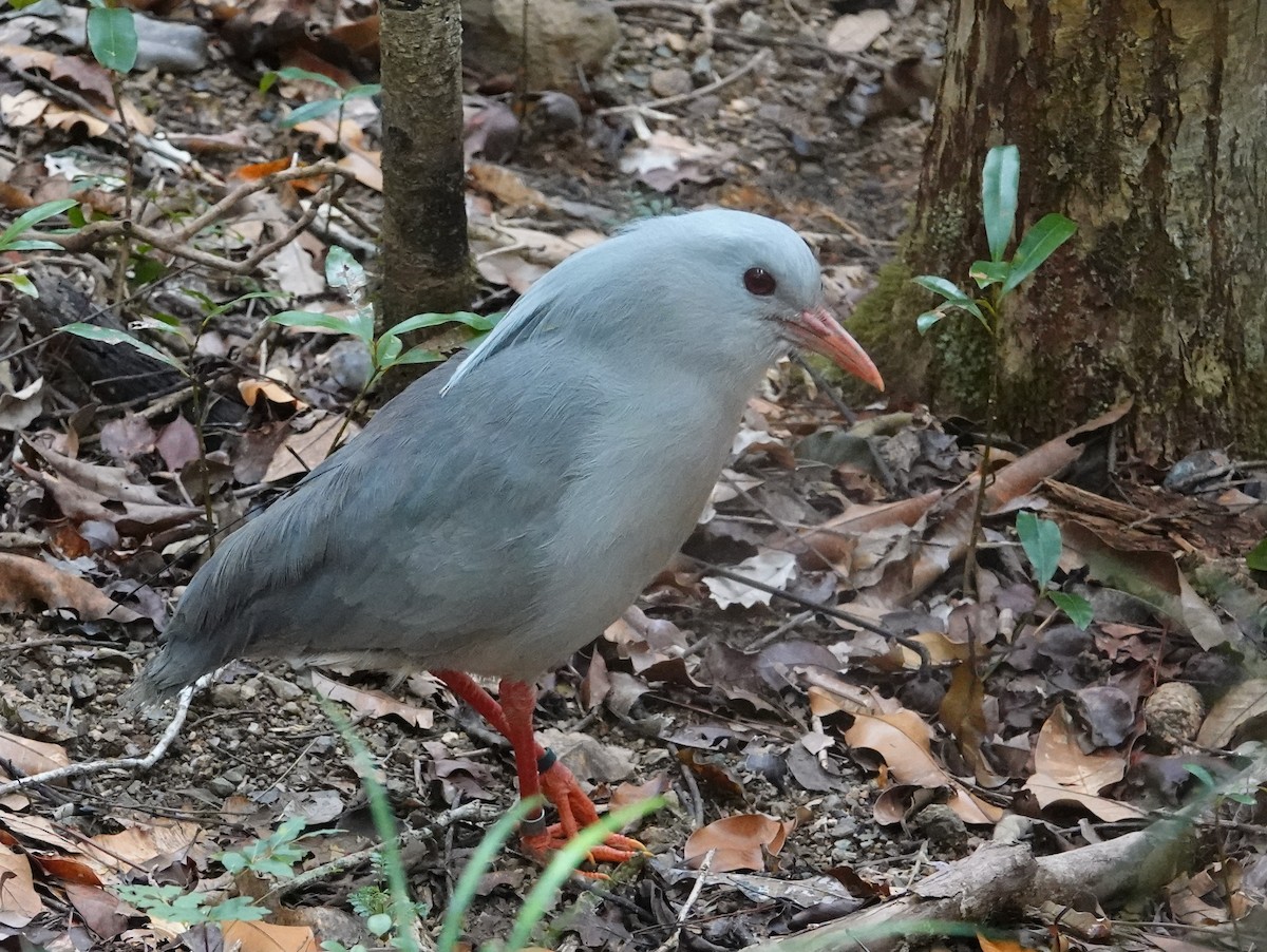 Kagu - ML643138358