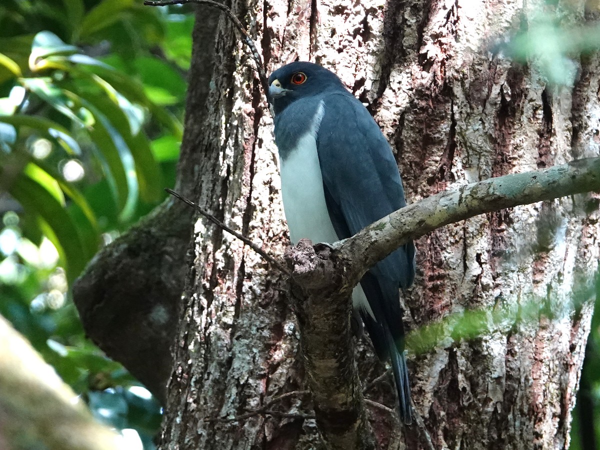 New Caledonian Goshawk - ML643138364