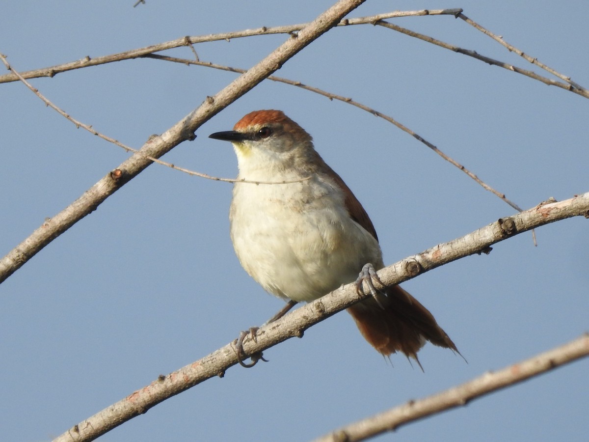 キバシリカマドドリ - ML643138368