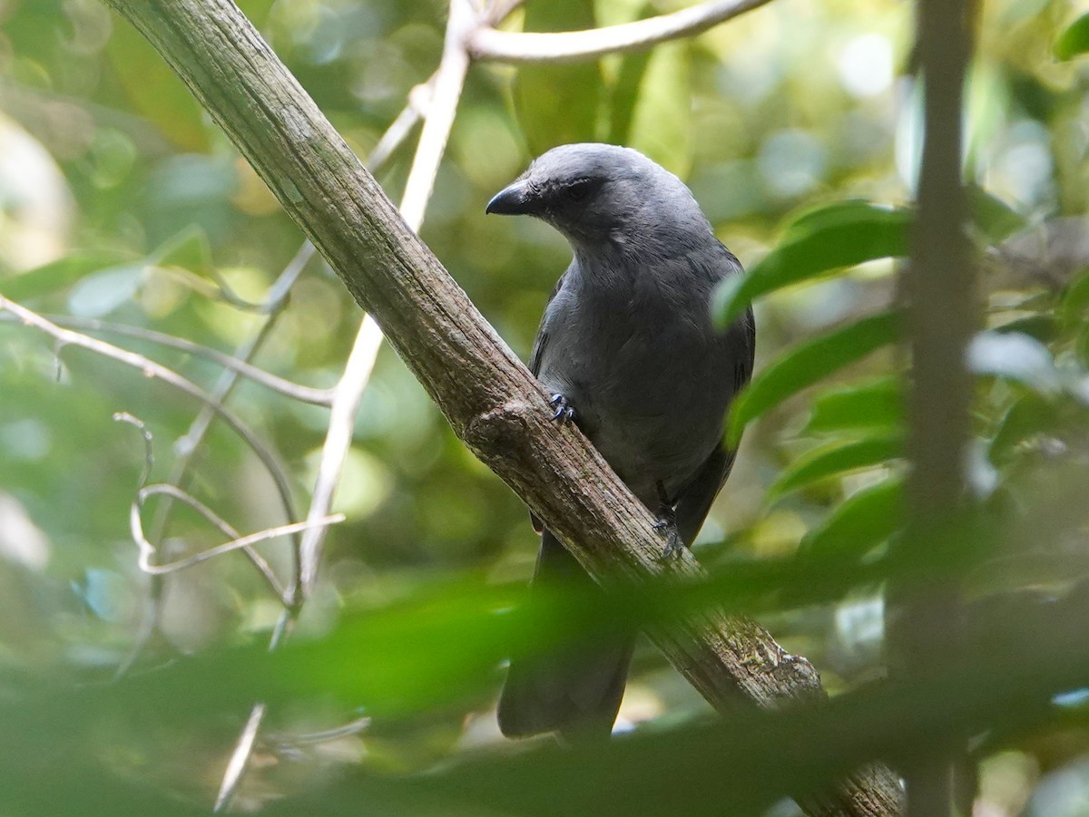 New Caledonian Cuckooshrike - ML643138374