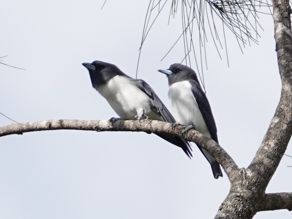 White-breasted Woodswallow - ML643138384