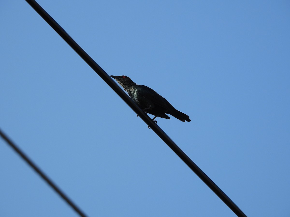 Asian Glossy Starling - ML643138389