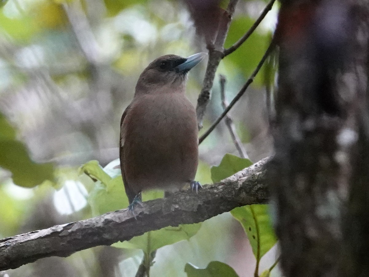 Southern Shrikebill - ML643138395