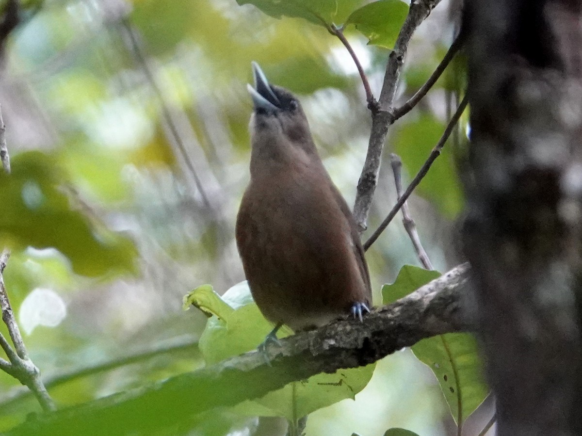 Southern Shrikebill - ML643138396